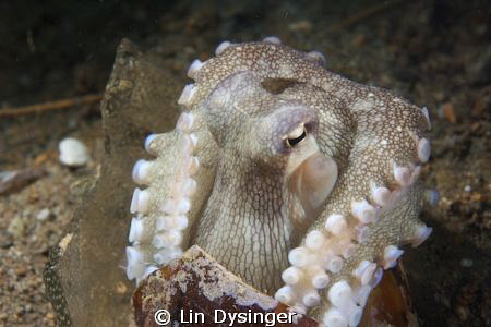 Coconut Octopus coming out of his home - a beer bottle. by Lin Dysinger 