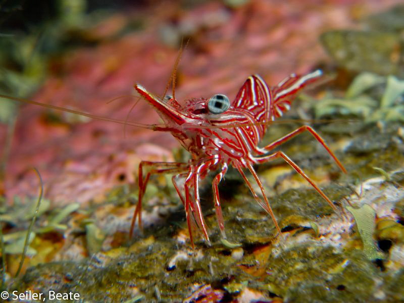 Durban dancer shrimp by Beate Seiler 