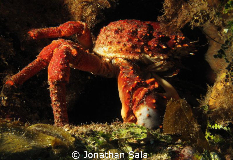 King Crab by Jonathan Sala 
