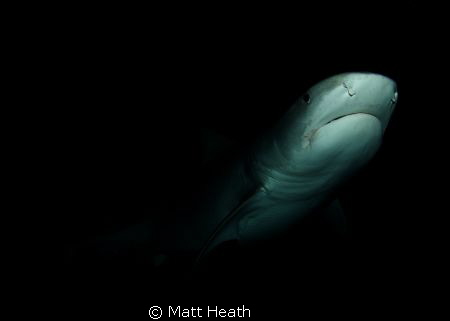 Tiger Shark at Night by Matt Heath 
