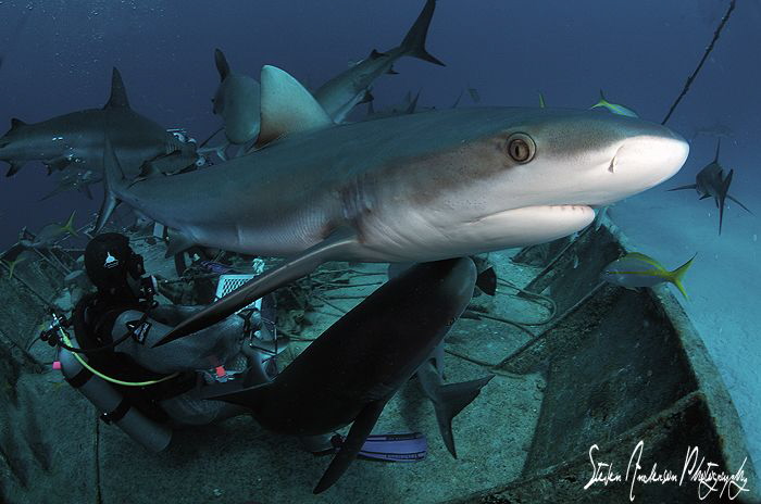 Just passing thru - Reef Sharks in and out they swam duri... by Steven Anderson 