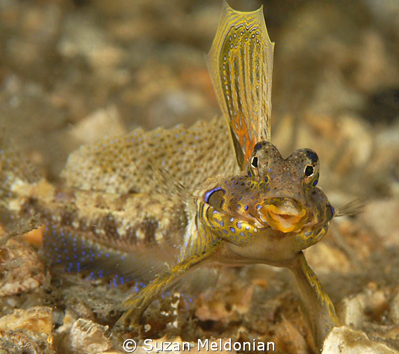 Happy Dragonet, out flirting with the girls... by Suzan Meldonian 