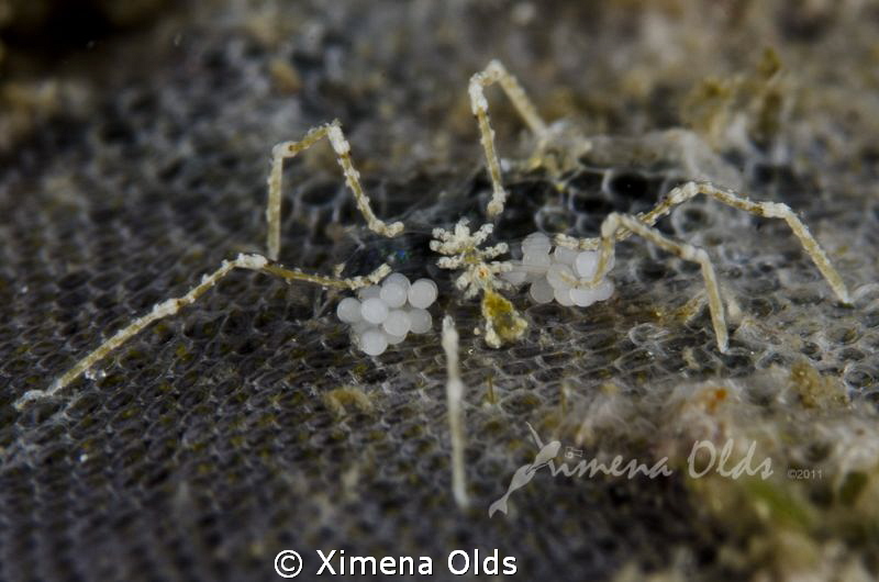 Spider with eggs…nice and round. About 3 mm
 by Ximena Olds 