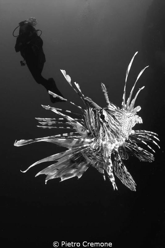 Lionfish dance by Pietro Cremone 