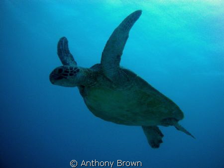 turtle heading up for a breath of the good stuff. by Anthony Brown 