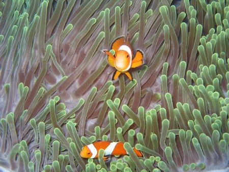 Protecting their home, taken in the similan islands. by Amy Cookes 
