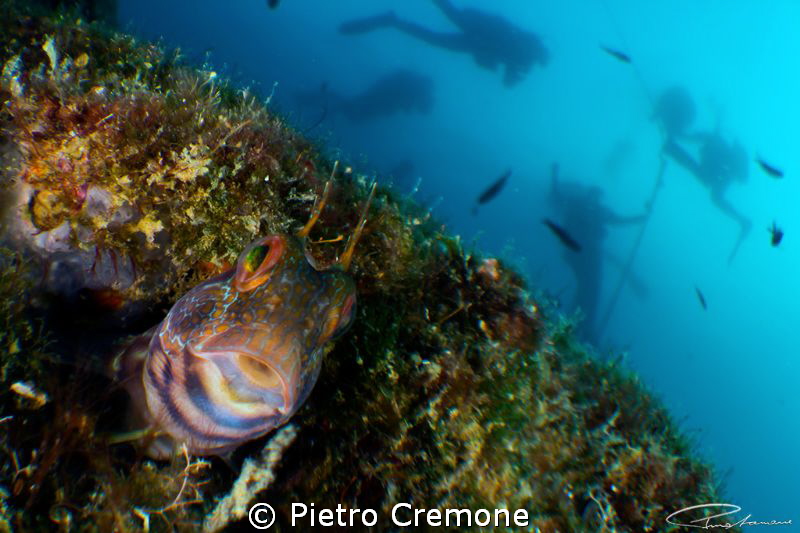 Blenny with divers 
First test shots with INON Bugeye le... by Pietro Cremone 