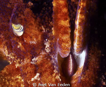 Through the eye of a cuttle fish by Peet Van Eeden 