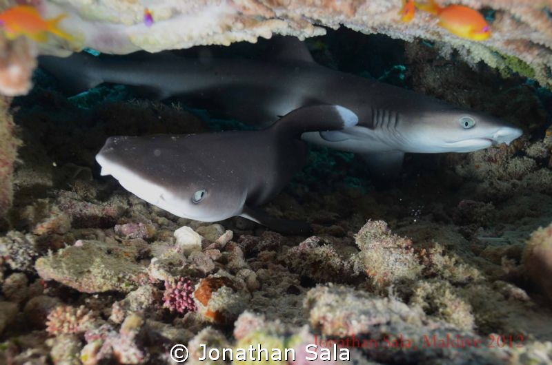 Juvenile White Reef Typ Shark by Jonathan Sala 