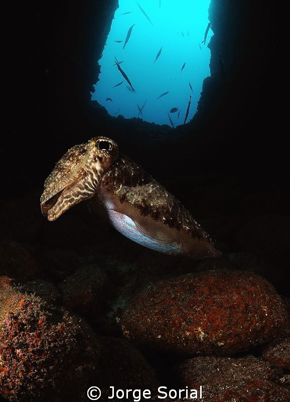 Cuttlefish posing in a tunnel, one of the two entrances i... by Jorge Sorial 