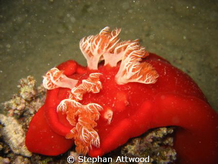Spanish Dancer on Night Dive at Wadi Lahami by Stephan Attwood 