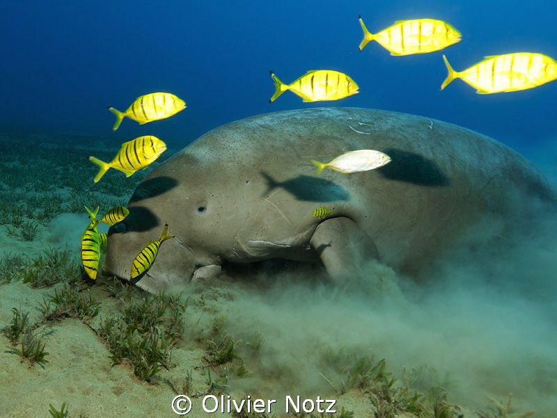 one shot more of the Dugong I encountered last October by Olivier Notz 