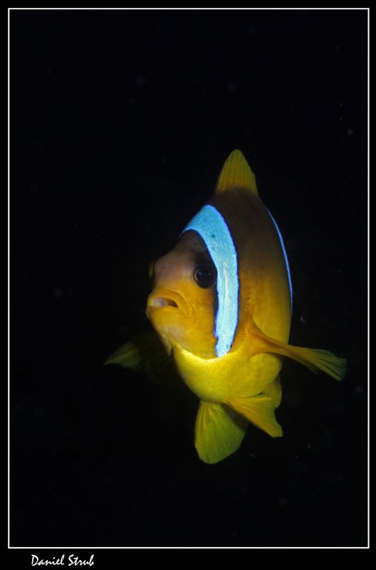 Red sea anemonefish (a.bicinctus) :-D by Daniel Strub 