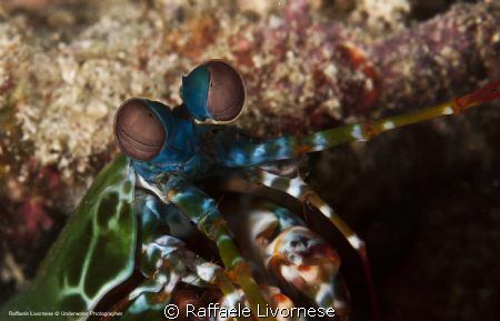 Peacock mantis shrimp, taken at 7 mt depth, behind a soft... by Raffaele Livornese 