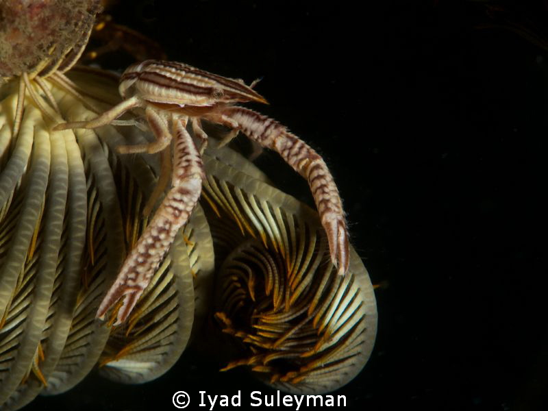 Crinoid squat lobster on the feather star
D3s, 105mm mac... by Iyad Suleyman 