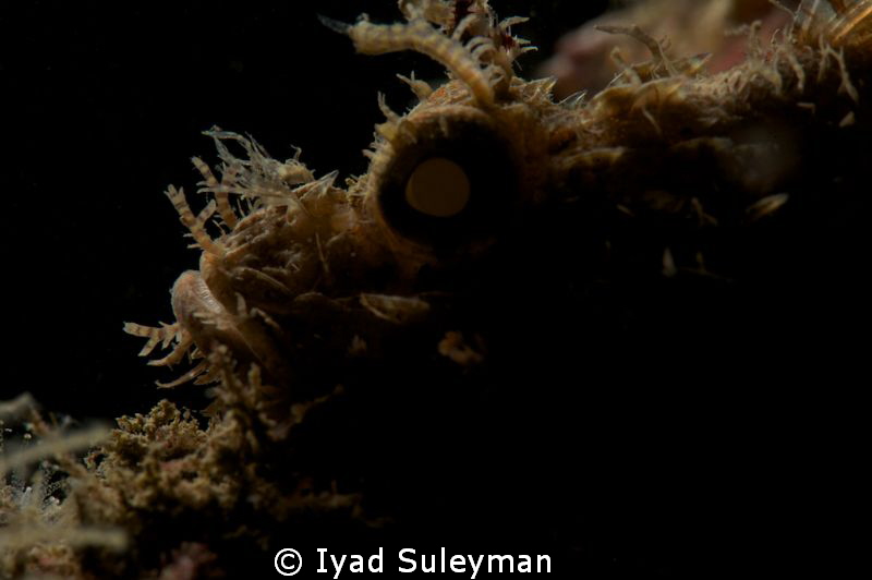 Silhouette of Scorpion fish by Iyad Suleyman 