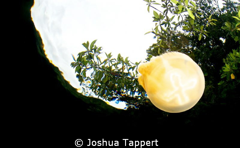 Jelly and the Mangroves
Jellyfish Lake Palau by Joshua Tappert 
