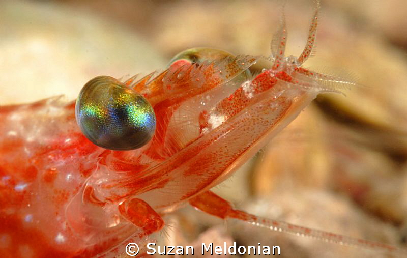 Shrimp Profile -such a dastardly creature...fascinated by... by Suzan Meldonian 