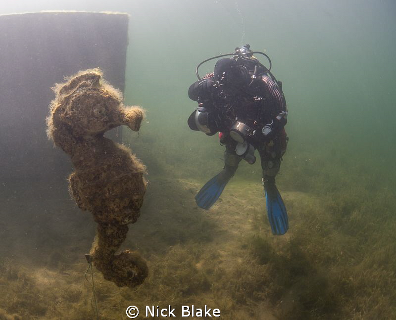 Underwater Photographer in giant Seahorse scoop!! by Nick Blake 
