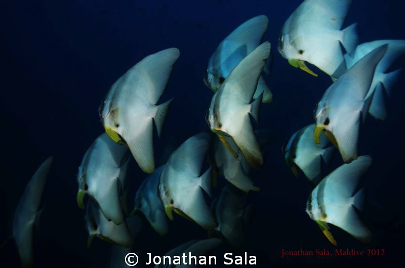 Bath Fish.. by Jonathan Sala 