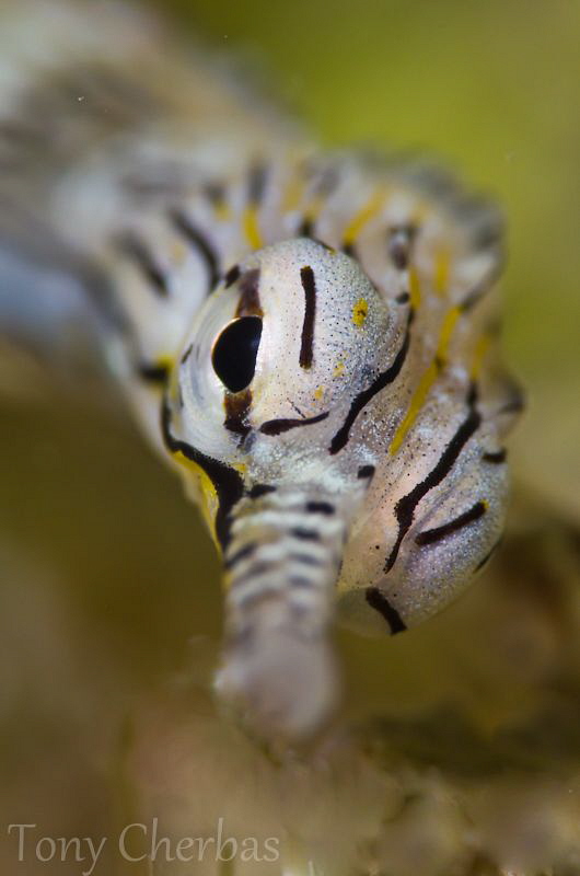 Scribbled Pipefish Profile:  Nikkor 105VR, +10 Subsee by Tony Cherbas 