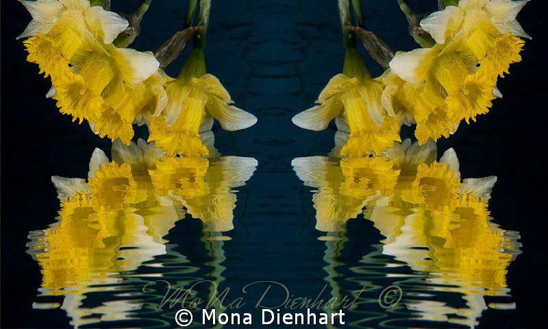 Narcissus and the mirror

a composing shot of the same ... by Mona Dienhart 