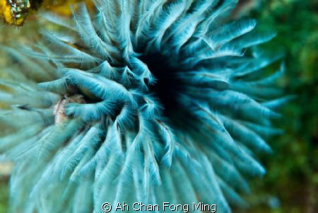 UW Flower. 
This Shoot At Komodo island. 
60mm D200 by Ah Chan Fong Ming 