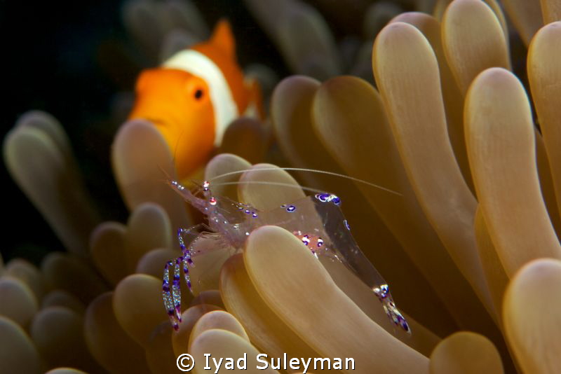 Supervision...
Commensal shrimp and Anemonefish on backg... by Iyad Suleyman 