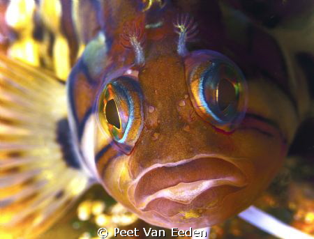 colourful klipfish by Peet Van Eeden 