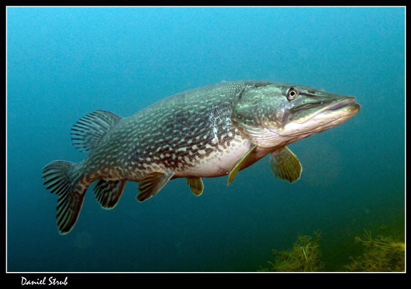 Yesterday's pike dive in a pond not too far from home :-D by Daniel Strub 