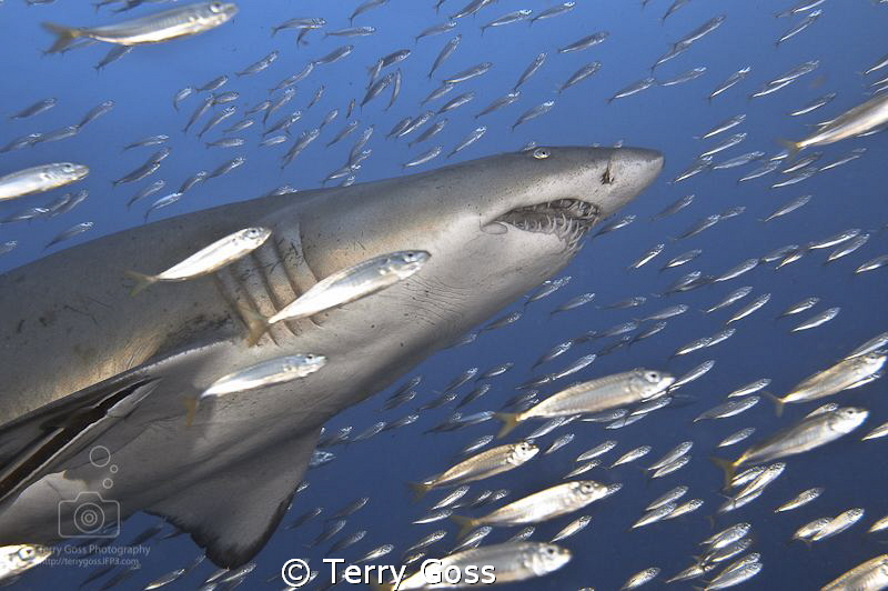 "follow the big guy" - male sand tiger (Carcharias taurus... by Terry Goss 