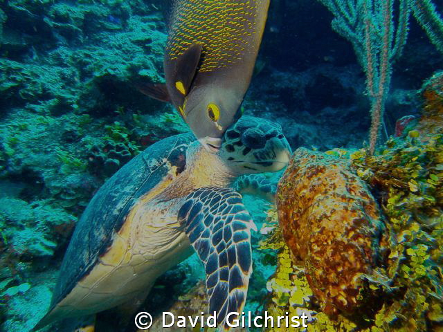 Dinner companions. An angelfish enjoys a meal with Turtle... by David Gilchrist 