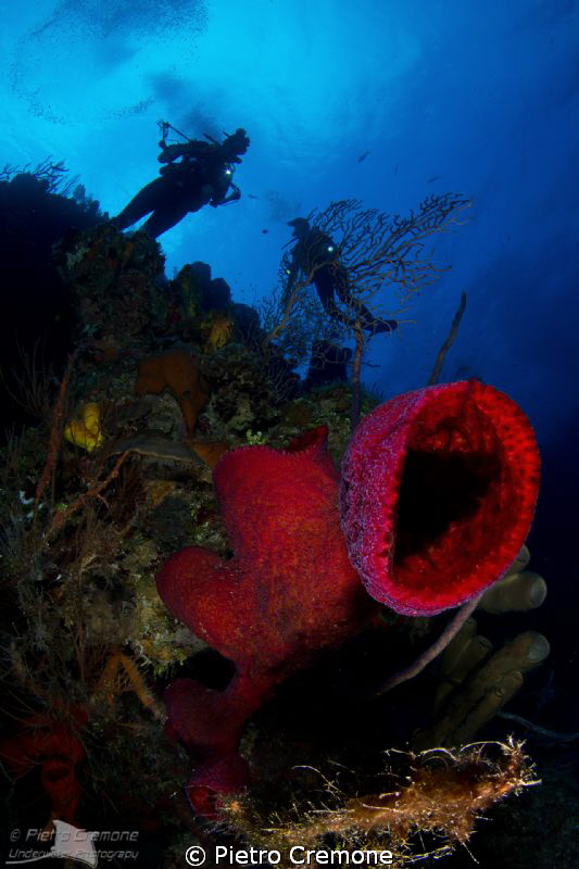 Red sponge with divers by Pietro Cremone 