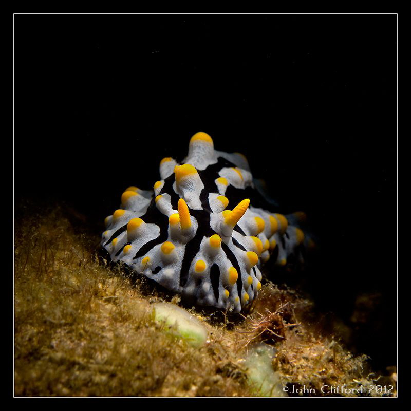 Nudibranch
Canon G12 (Ikelite housing)
1/250s | f5.6 | ... by John Clifford 