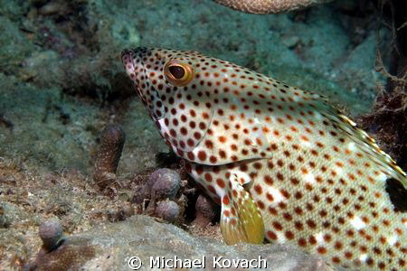 Rock Hind hiding under staghorn coral on the Ledge of Tur... by Michael Kovach 