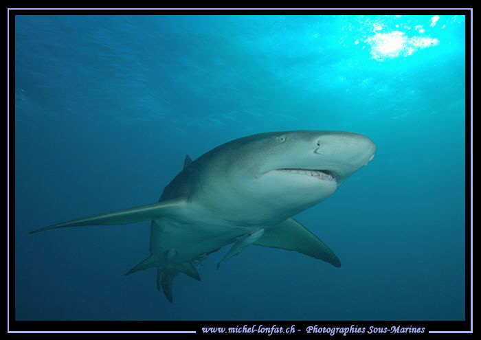 Lemon shark at Tiger Beach... :O)... by Michel Lonfat 