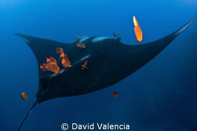 Manta at a cleaning station surrounded by clarion angelfi... by David Valencia 