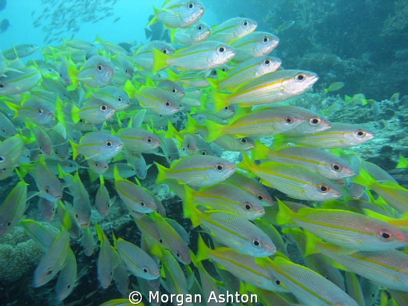 Yellow snapper. Sardine Reef. Raja Ampat. Sea and Sea DX-2G. by Morgan Ashton 