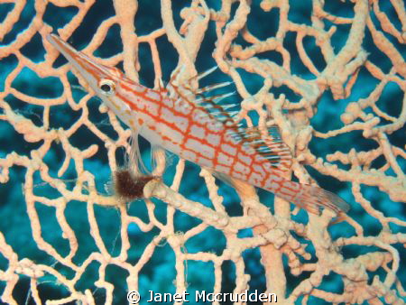 Long nose Hawk fish resting on a sea fan - the Instructor... by Janet Mccrudden 