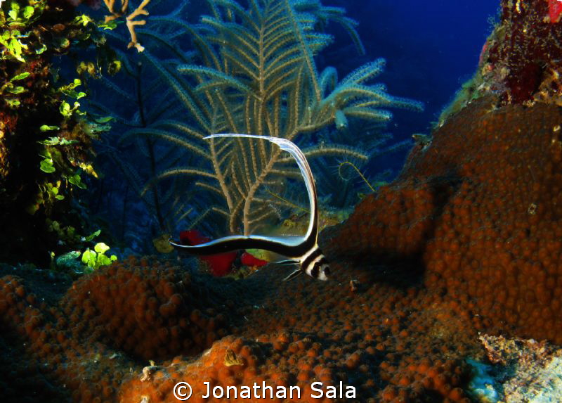 A lovely Drum Fish by Jonathan Sala 