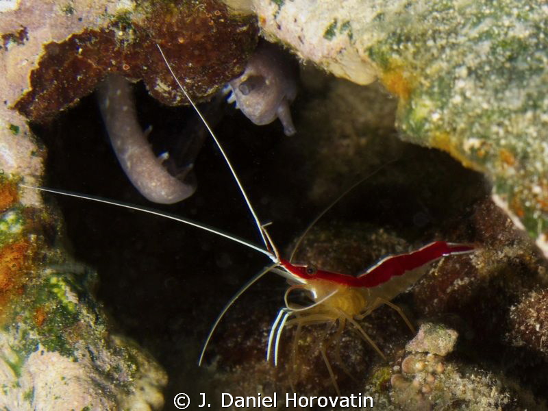 Scarlet Cleaner Shrimp and friend found living in a rusti... by J. Daniel Horovatin 