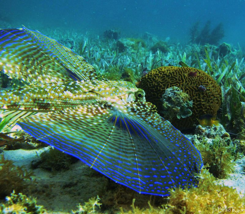 Flying Gurnard (Dactylopterus volitans) at Water Cay in 3... by Brad Ryon 