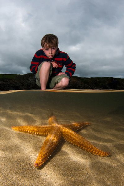 Common Starfish in a rock pool.  Shot using a single stro... by Paul Colley 