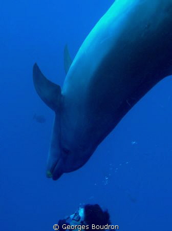 the dolphin stopped right in front of the diver and stare... by Georges Boudron 