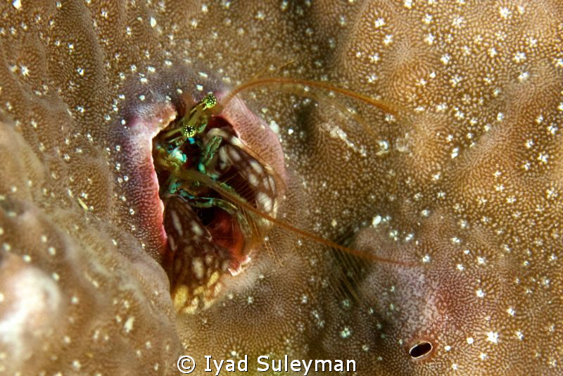 Coral Hermit Crab by Iyad Suleyman 