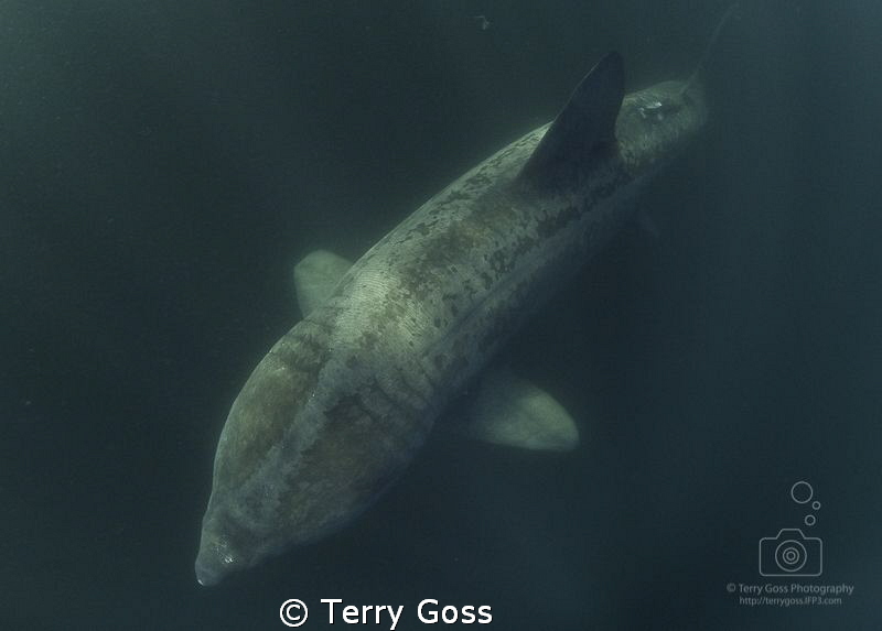 "Lumbering Leviathan" - chasing basking sharks (Cetorhinu... by Terry Goss 