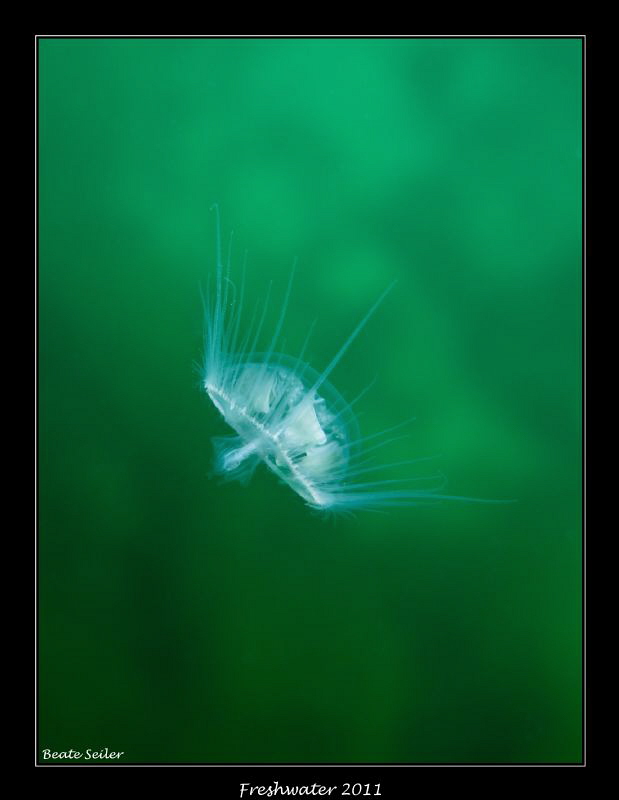 Freshwater jellyfish by Beate Seiler 