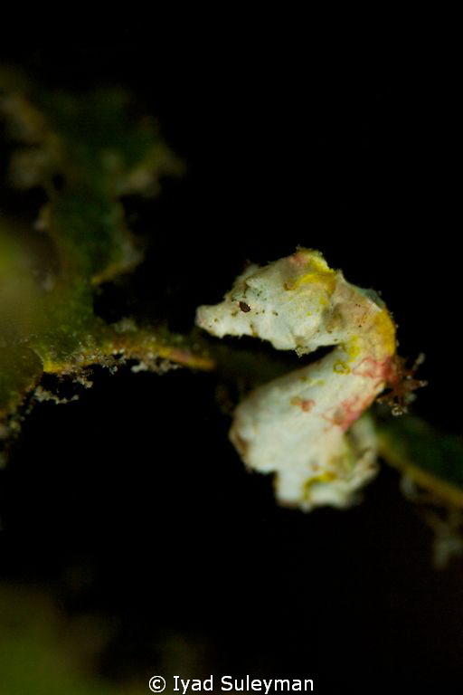 Pygmy Seahorse
Canon 60D, 100mm macro lens, +10 SubSee
... by Iyad Suleyman 