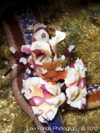 Harlequin Shrimp. Taken in Playas del Coco in Northern Co... by Leonardo Parias 