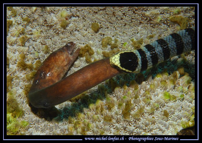 Banded sea snake have a small Moray for lunch time... :O)... by Michel Lonfat 